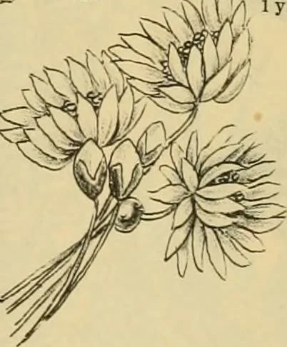 An illustration from Fall and Winter, 1890-91 Fashion Catalogue / H. O'Neill and Co., 1890, leaf 73