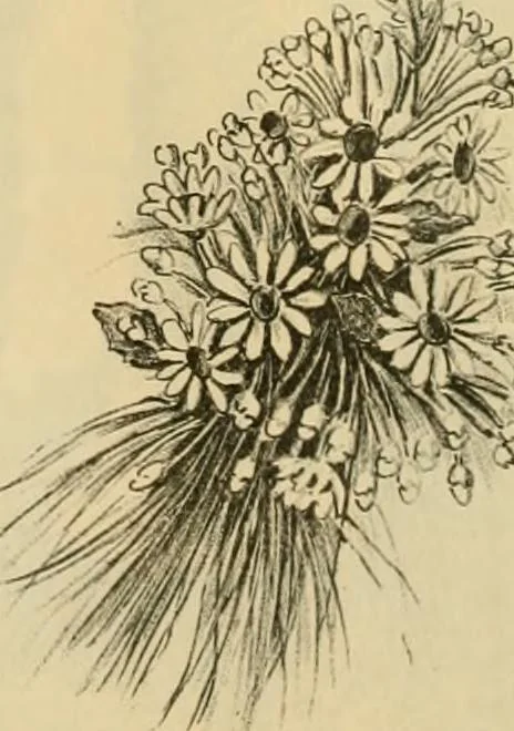 An illustration from Fall and Winter, 1890-91 Fashion Catalogue / H. O'Neill and Co., 1890, leaf 73