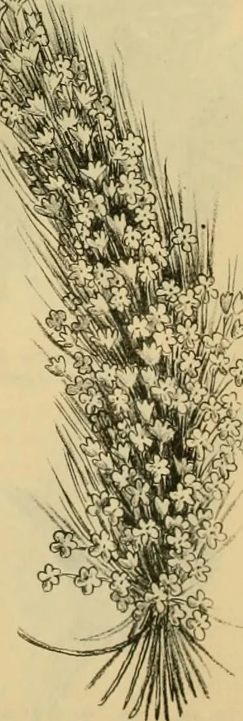 An illustration from Fall and Winter, 1890-91 Fashion Catalogue / H. O'Neill and Co., 1890, leaf 73
