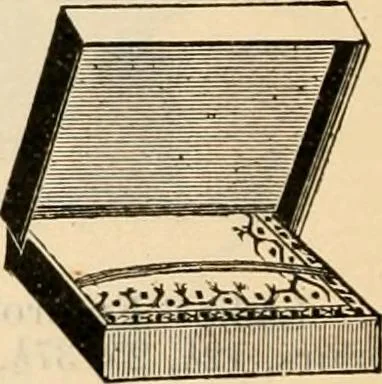 An illustration from Fall and winter 1895-6 price list for daily reference., 1895, leaf 124