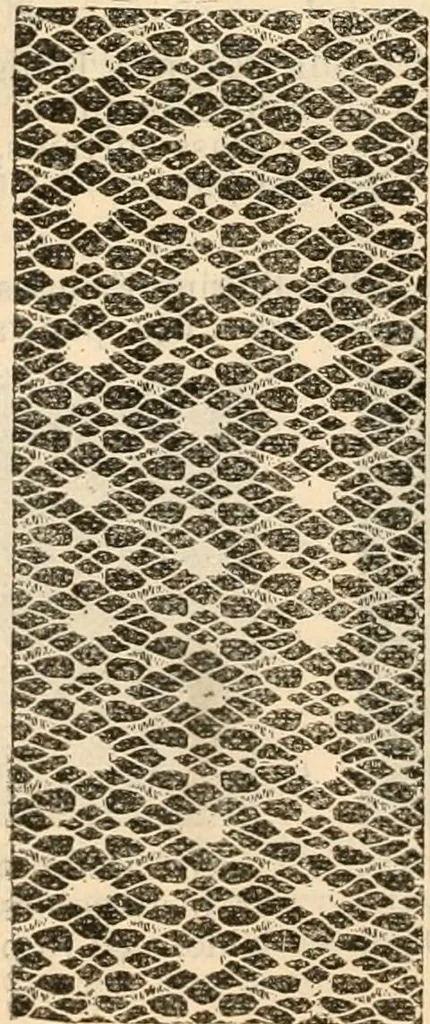 An illustration from Fall and winter 1895-6 price list for daily reference., 1895, leaf 202