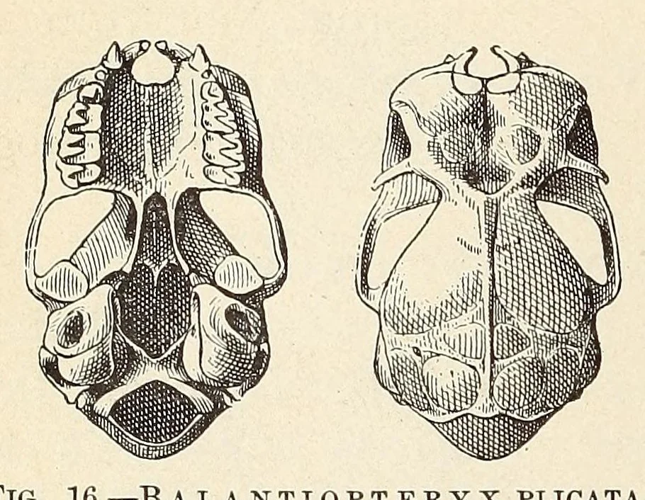 An illustration from The families and genera of bats, 1907, leaf 116