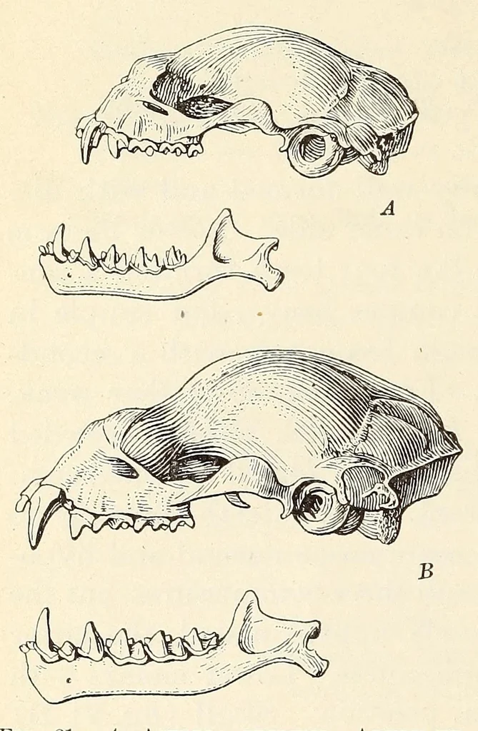 An illustration from The families and genera of bats, 1907, leaf 136