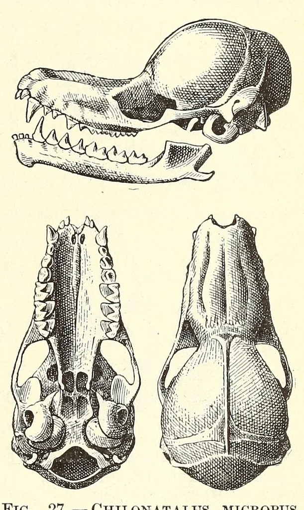 An illustration from The families and genera of bats, 1907, leaf 209