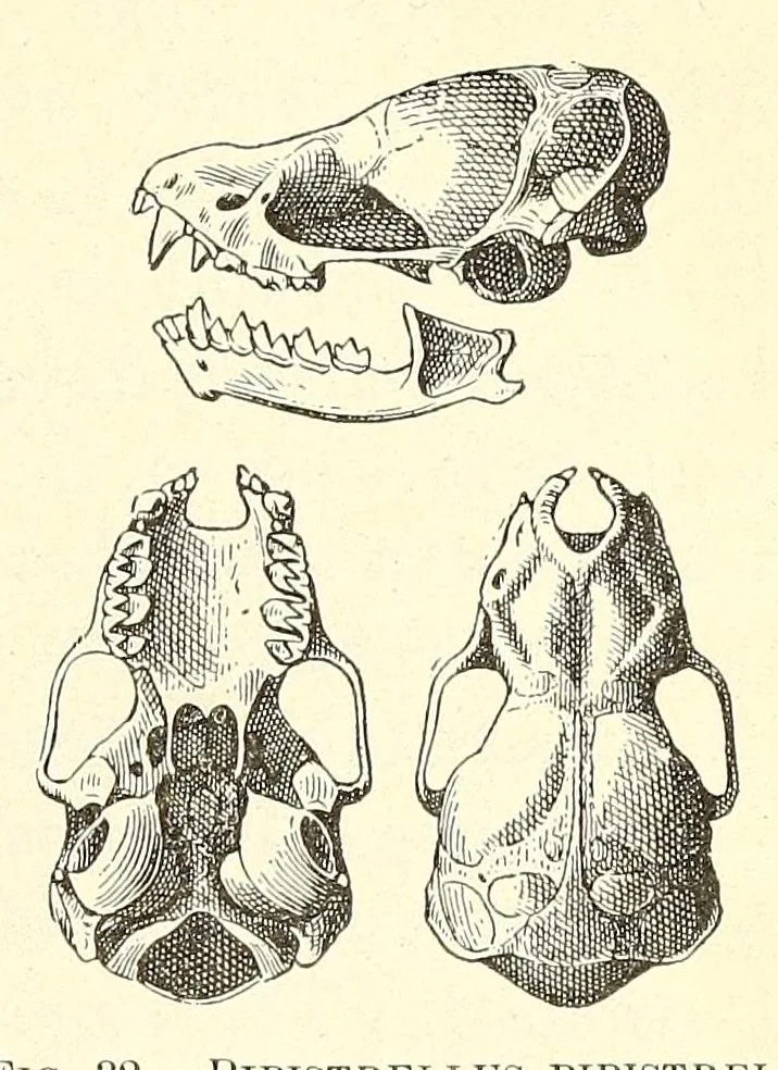 An illustration from The families and genera of bats, 1907, leaf 229