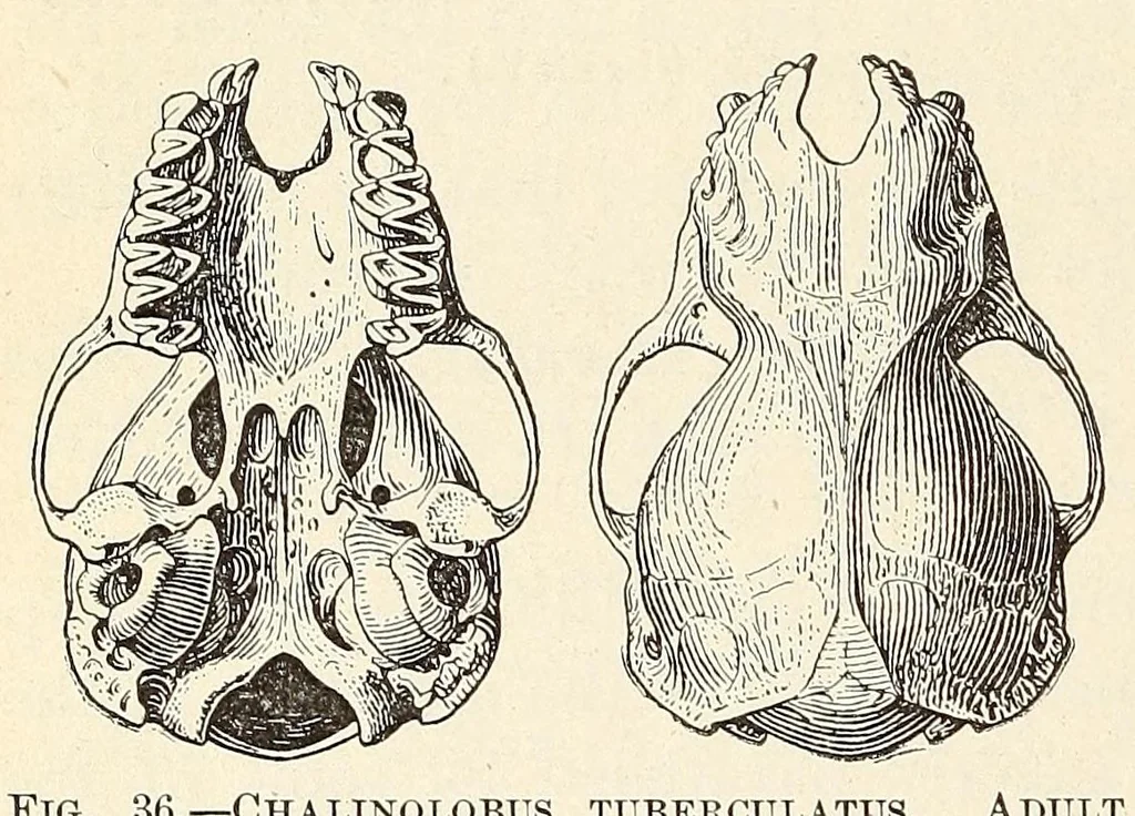 An illustration from The families and genera of bats, 1907, leaf 244