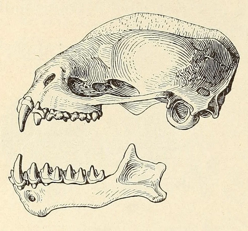 An illustration from The families and genera of bats, 1907, leaf 284
