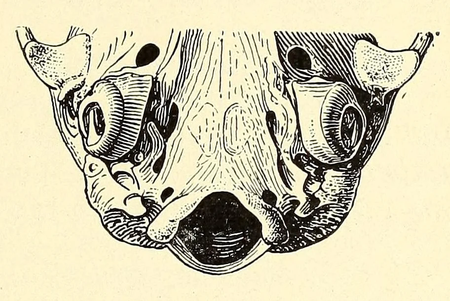An illustration from The families and genera of bats, 1907, leaf 79