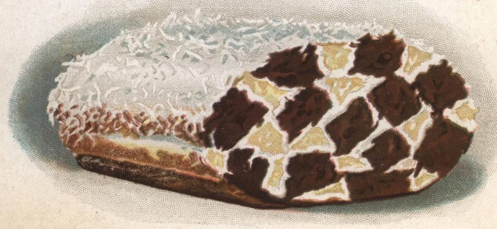 An illustration from Fancy Cake Baking (1926), 1926, leaf 81