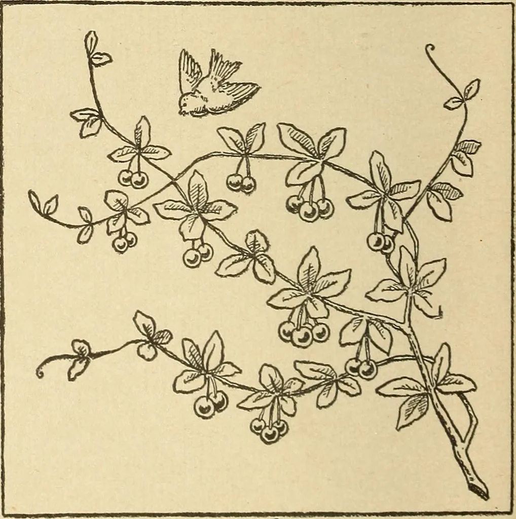 An illustration from Fancy work for pleasure and profit, 1905, leaf 118