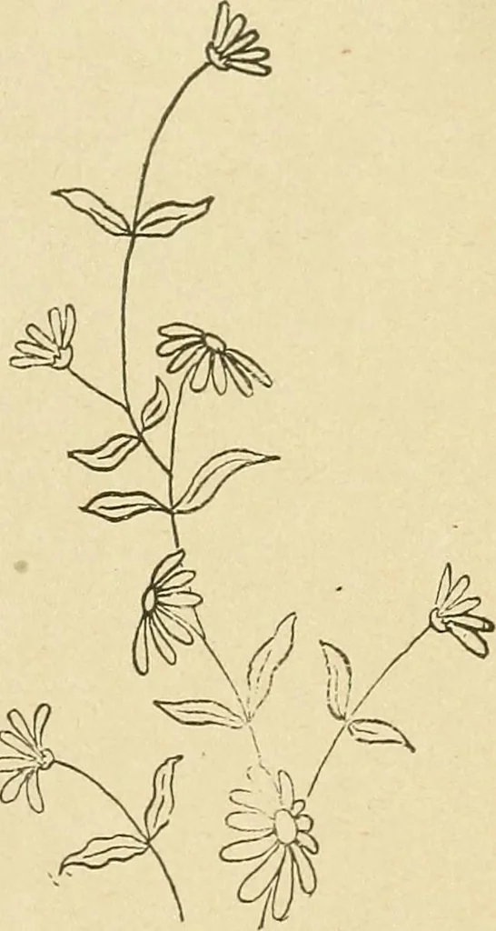 An illustration from Fancy work for pleasure and profit, 1905, leaf 135