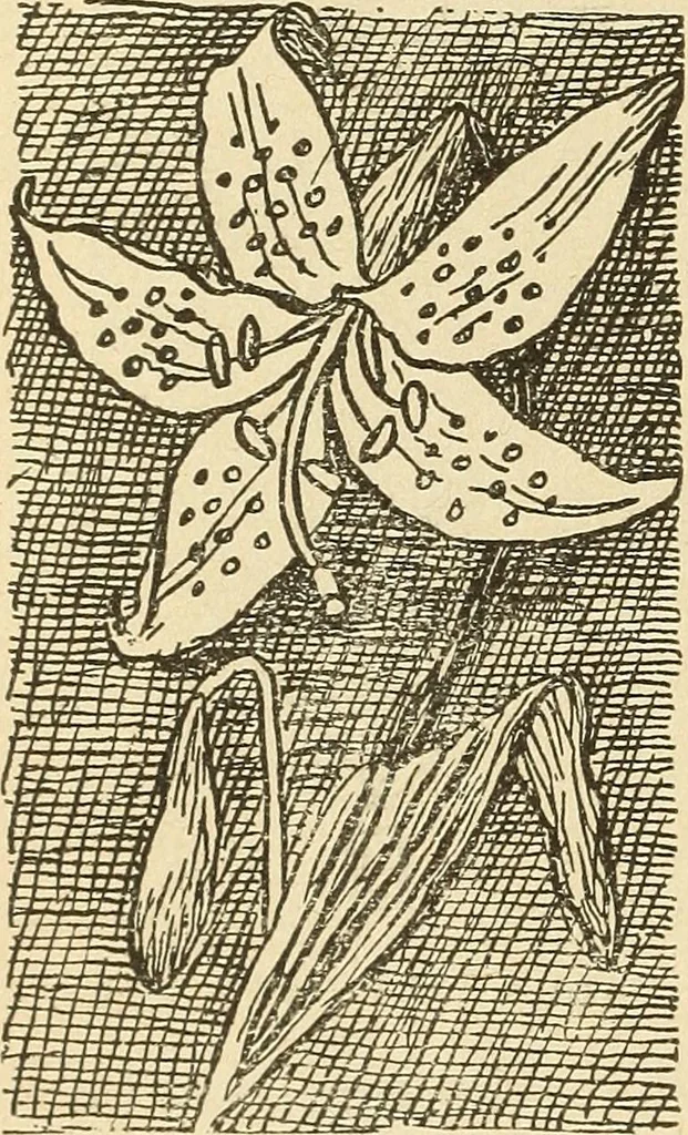 An illustration from Fancy work for pleasure and profit, 1905, leaf 186
