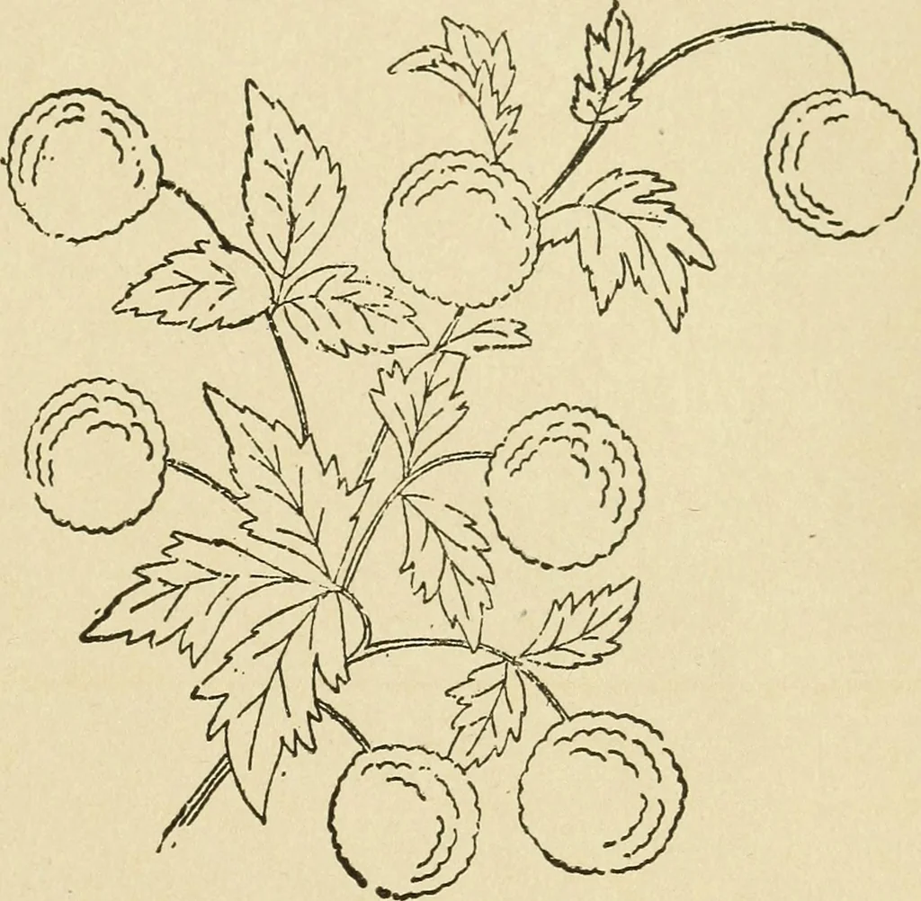 An illustration from Fancy work for pleasure and profit, 1905, leaf 193