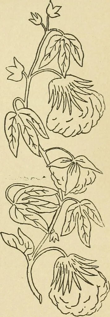 An illustration from Fancy work for pleasure and profit, 1905, leaf 197