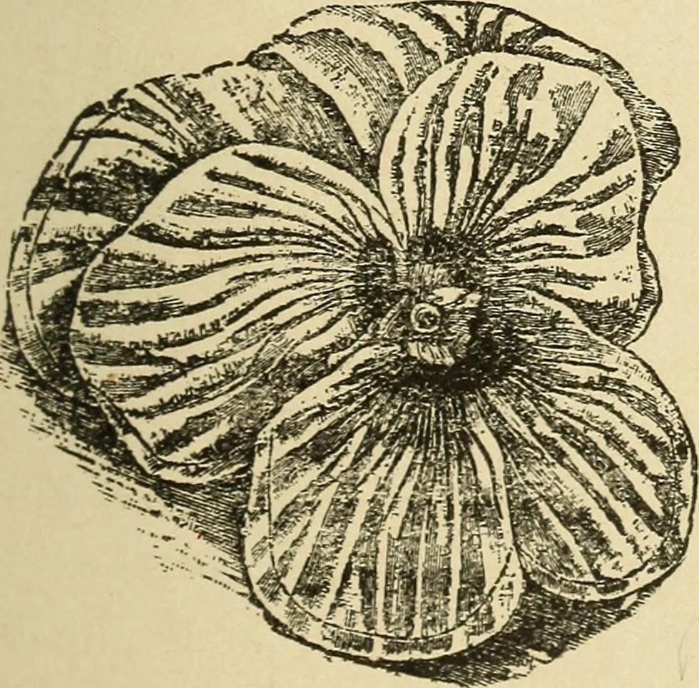 An illustration from Fancy work for pleasure and profit, 1905, leaf 215