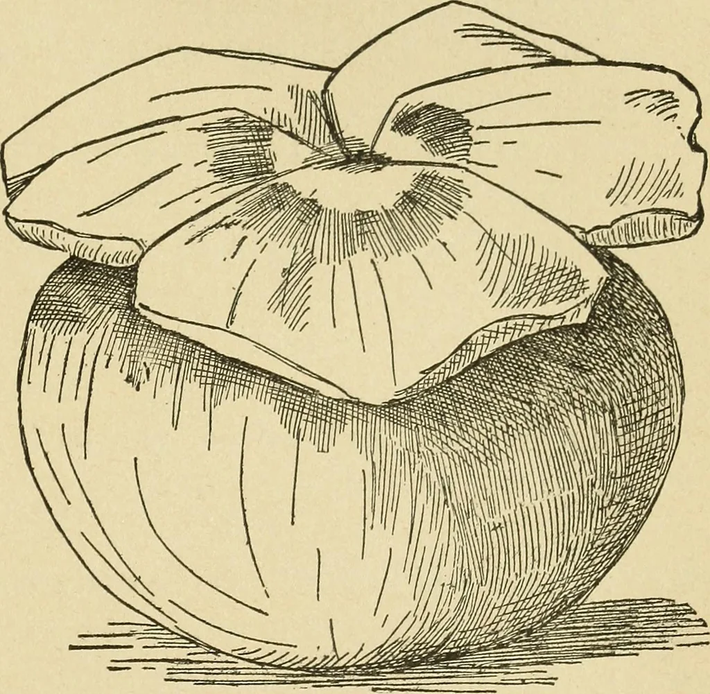 An illustration from Fancy work for pleasure and profit, 1905, leaf 217