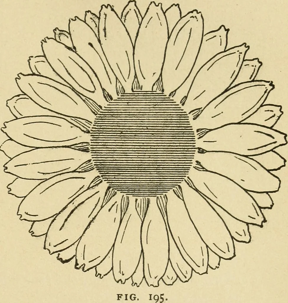 An illustration from Fancy work for pleasure and profit, 1905, leaf 221