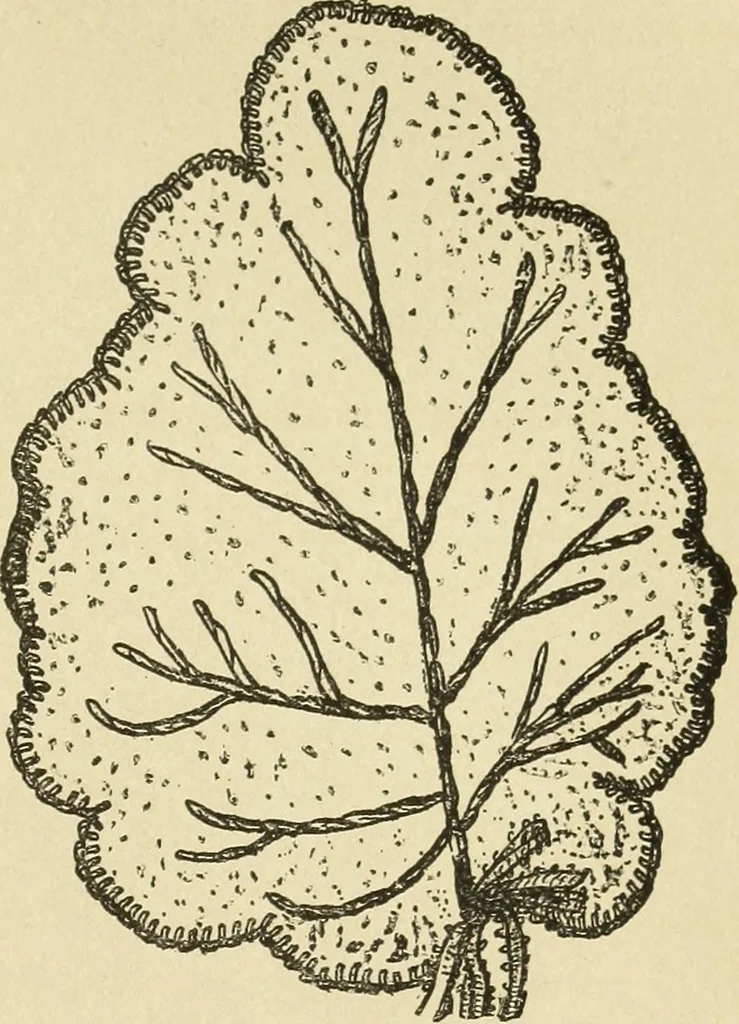An illustration from Fancy work for pleasure and profit, 1905, leaf 237