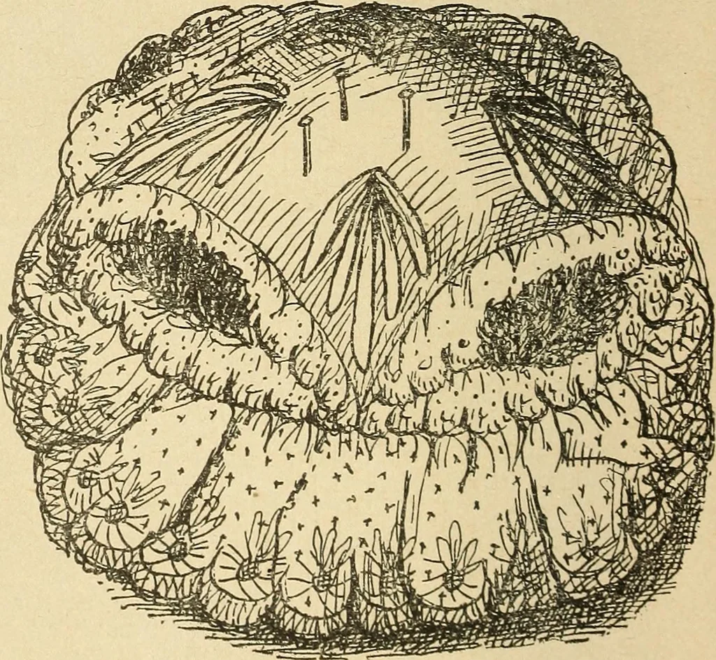 An illustration from Fancy work for pleasure and profit, 1905, leaf 248