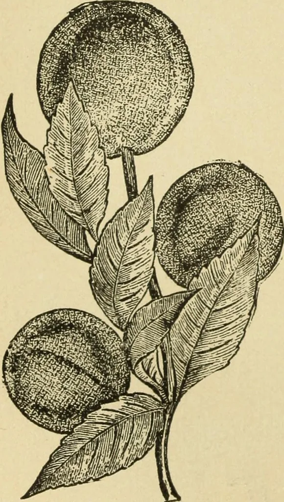 An illustration from Fancy work for pleasure and profit, 1905, leaf 257