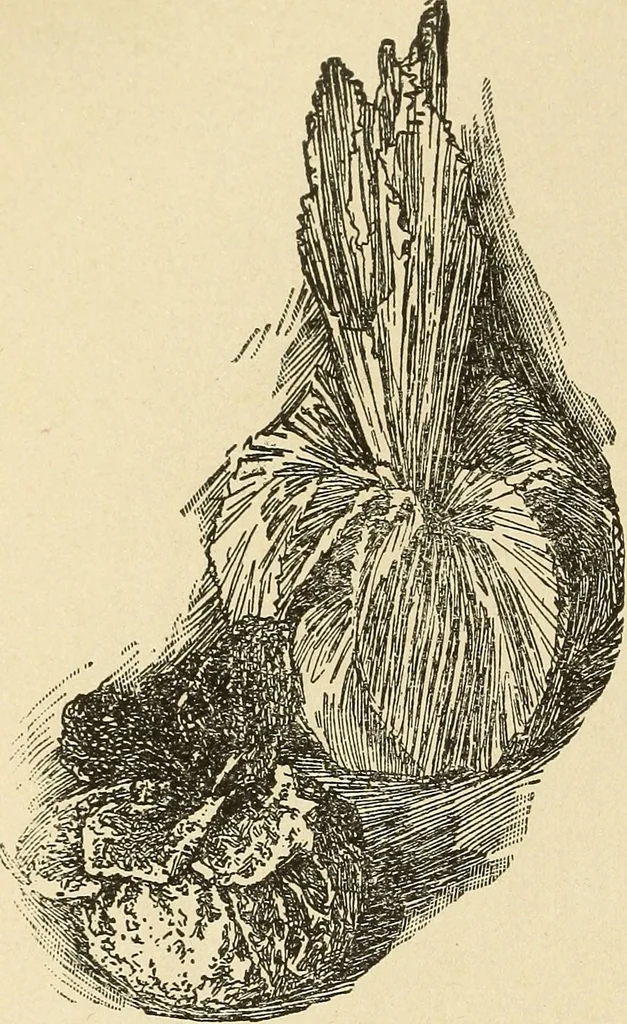 An illustration from Fancy work for pleasure and profit, 1905, leaf 258