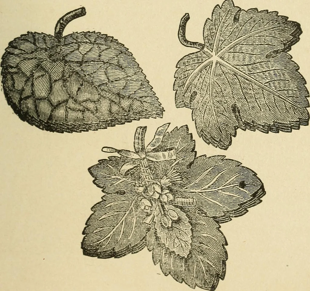 An illustration from Fancy work for pleasure and profit, 1905, leaf 259