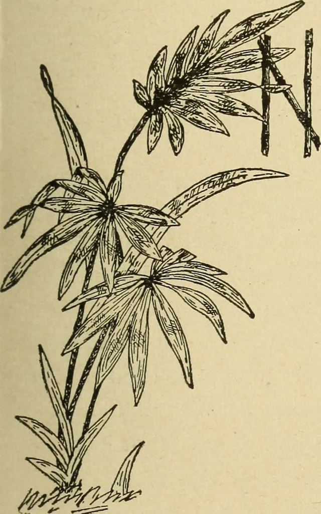 An illustration from Fancy work for pleasure and profit, 1905, leaf 355
