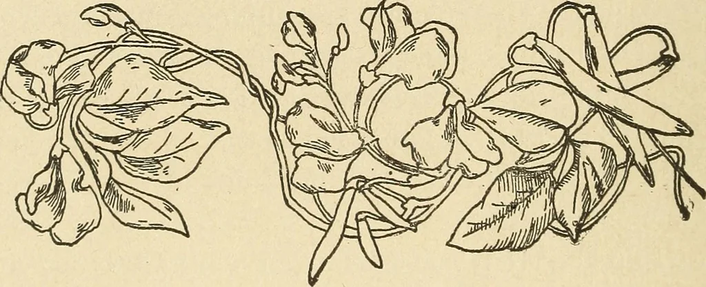 An illustration from Fancy work for pleasure and profit, 1905, leaf 40