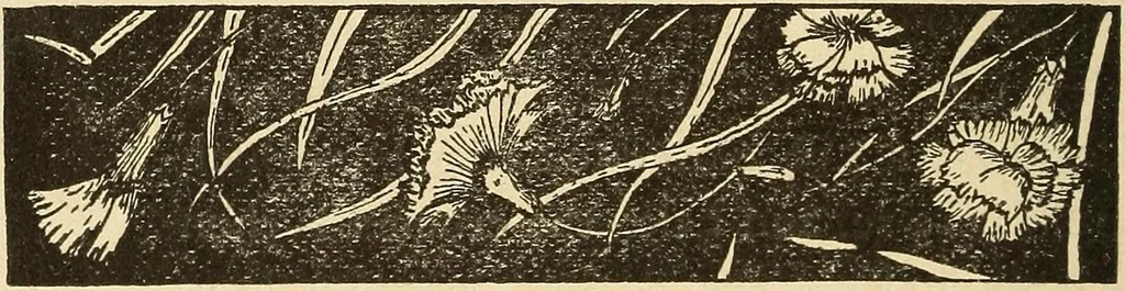 An illustration from Fancy work for pleasure and profit, 1905, leaf 430