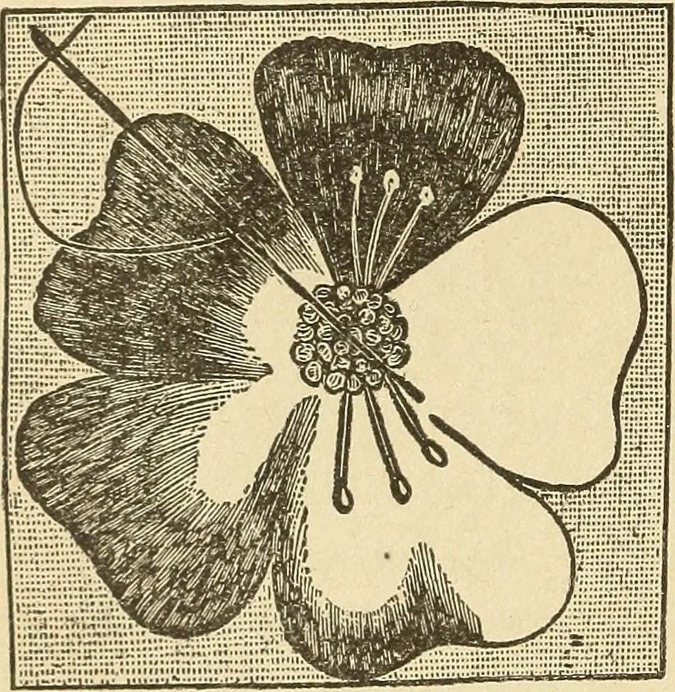 An illustration from Fancy work for pleasure and profit, 1905, leaf 50