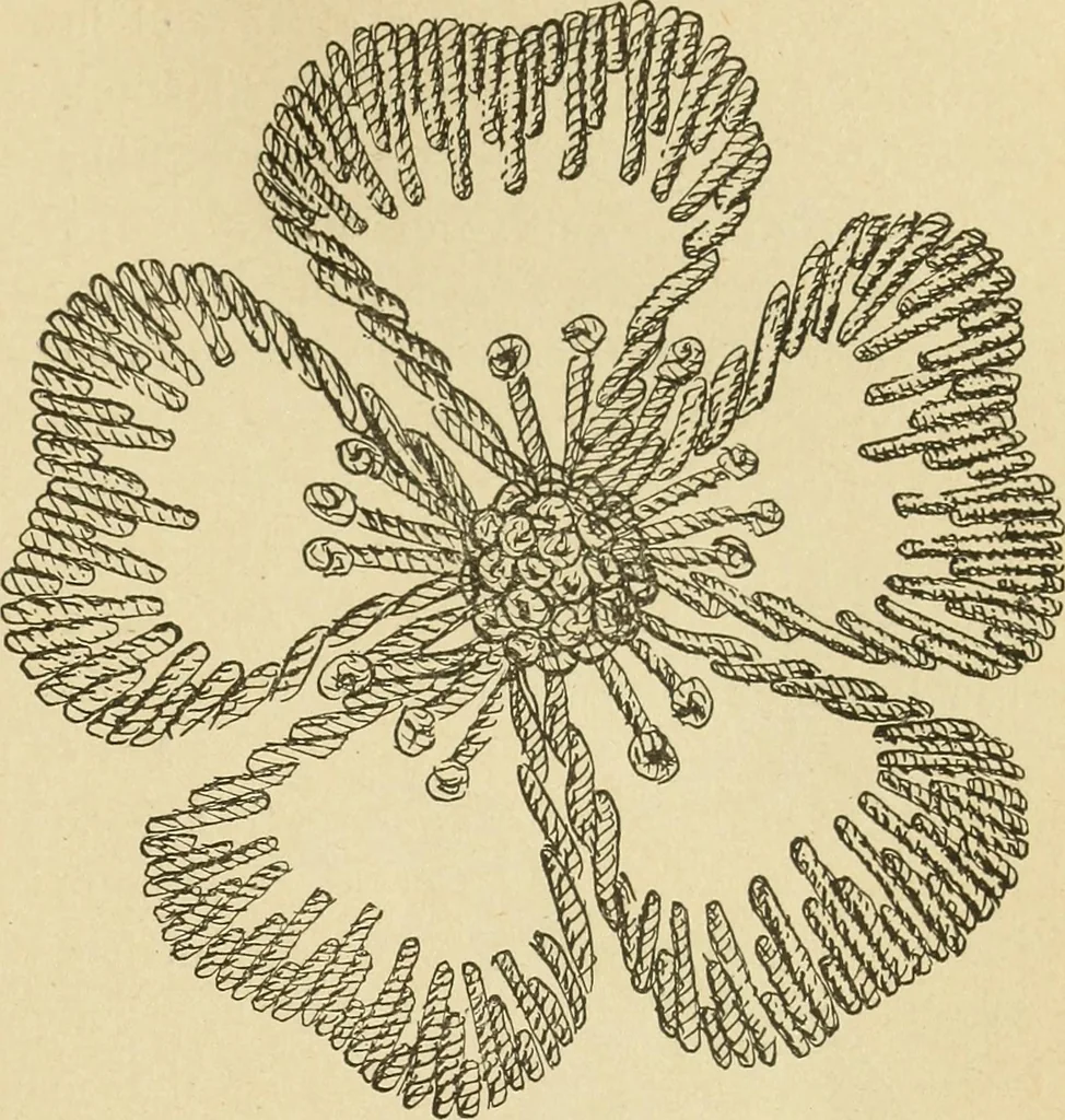 An illustration from Fancy work for pleasure and profit, 1905, leaf 51