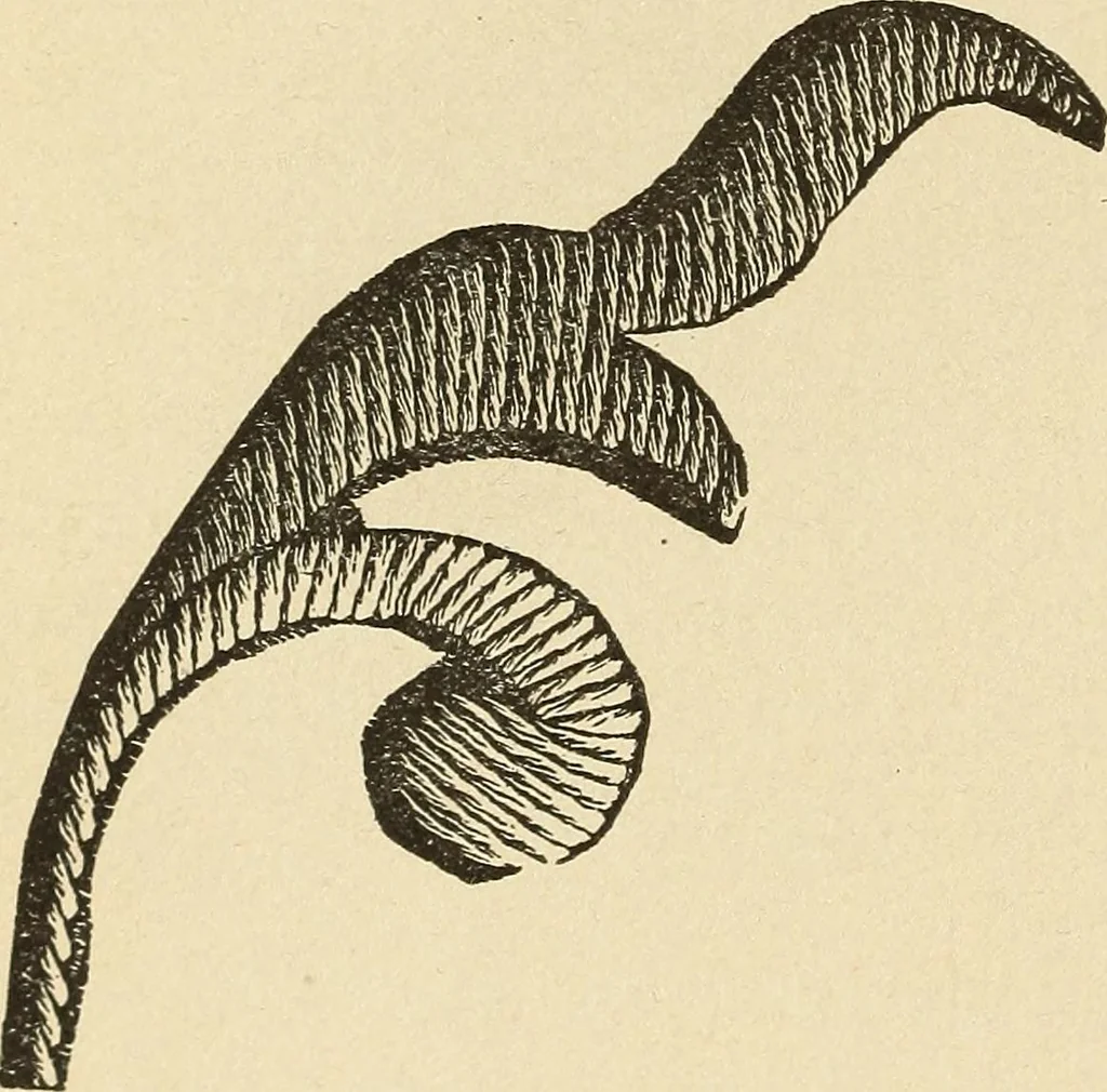 An illustration from Fancy work for pleasure and profit, 1905, leaf 52