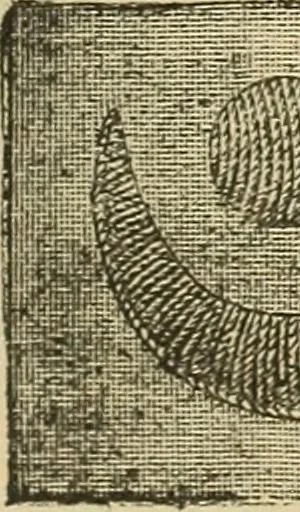 An illustration from Fancy work for pleasure and profit, 1905, leaf 53