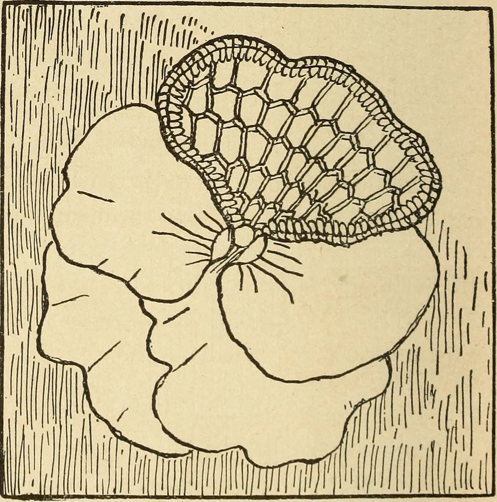 An illustration from Fancy work for pleasure and profit, 1905, leaf 60