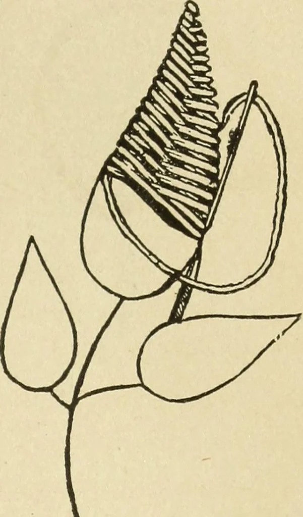 An illustration from Fancy work for pleasure and profit, 1905, leaf 63