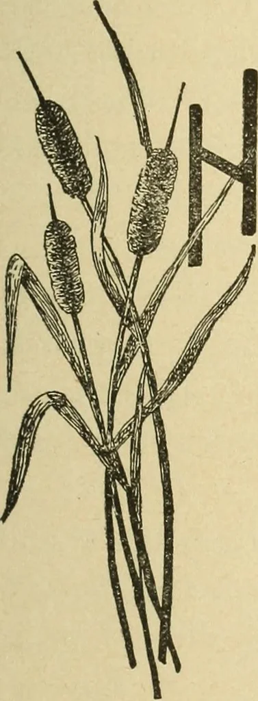 An illustration from Fancy work for pleasure and profit, 1905, leaf 69