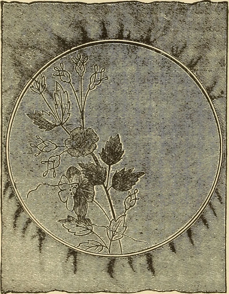 An illustration from Fancy work for pleasure and profit, 1905, leaf 76
