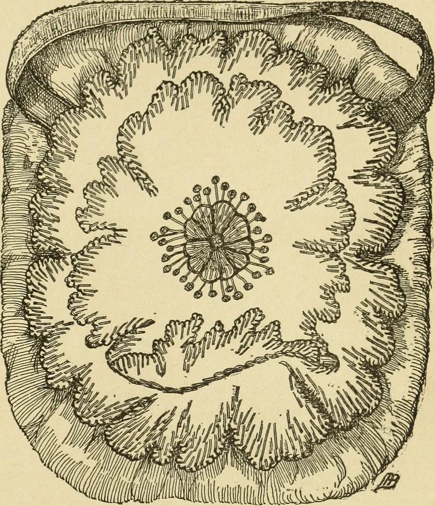 An illustration from Fancy work for pleasure and profit, 1905, leaf 77