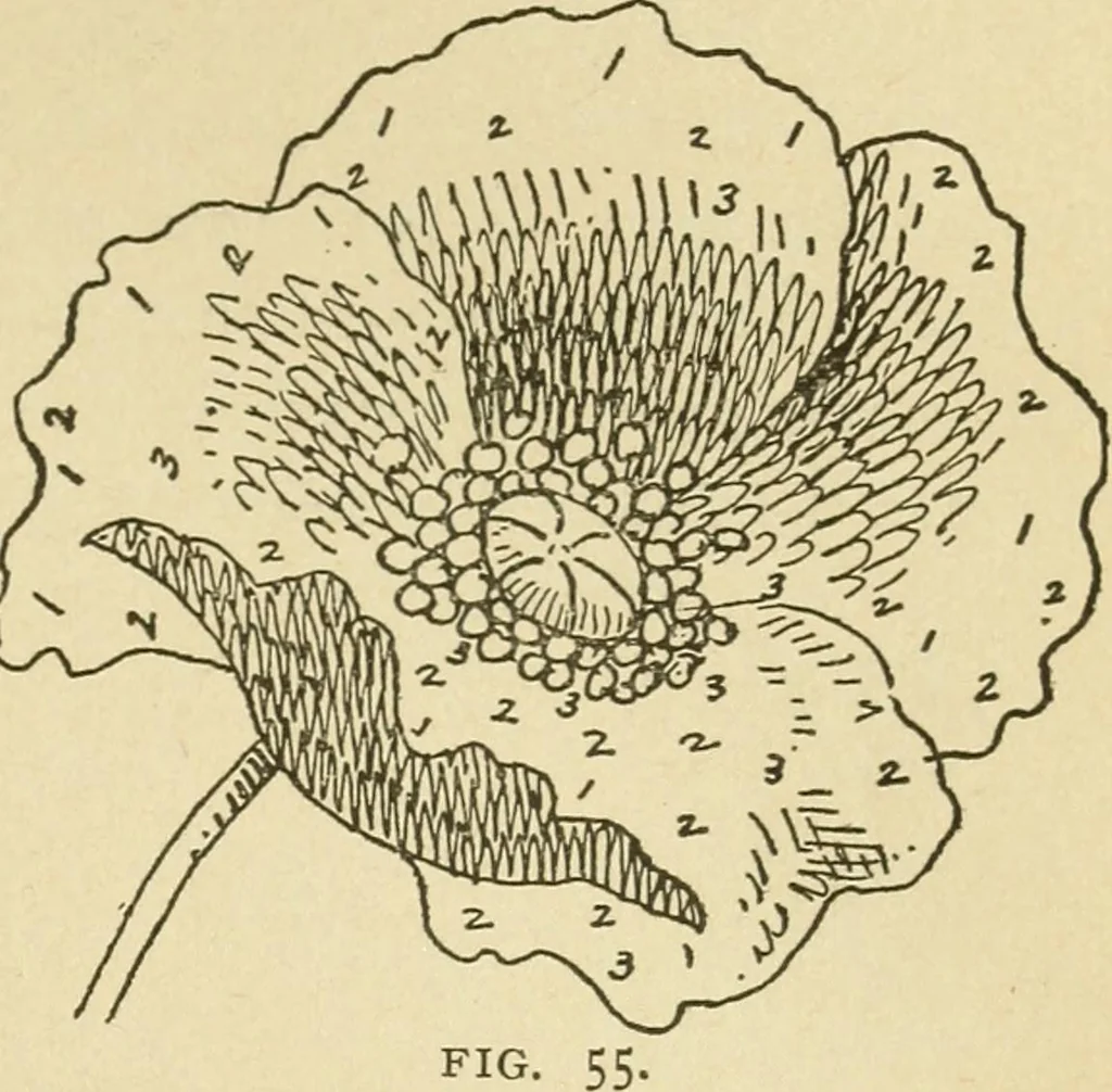 An illustration from Fancy work for pleasure and profit, 1905, leaf 85