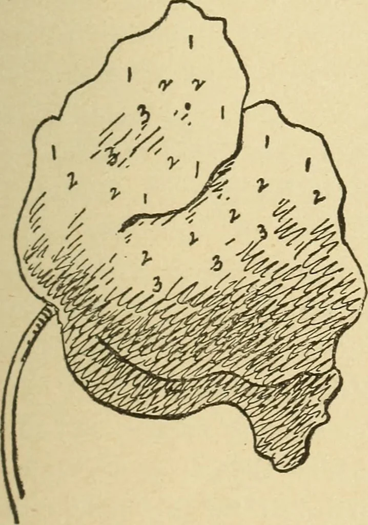 An illustration from Fancy work for pleasure and profit, 1905, leaf 85