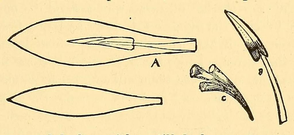 An illustration from Fancy work recreations : a complete guide to knitting, crochet, and home adornment, 1885, leaf 317