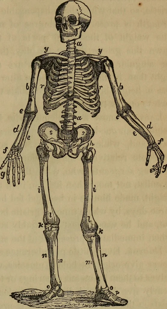 An illustration from Fascination, 1848, leaf 48