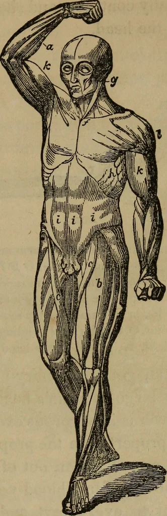 An illustration from Fascination, 1848, leaf 50