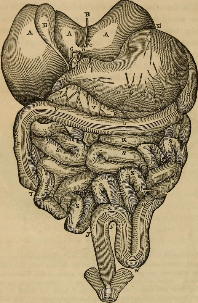 An illustration from Fascination, 1848, leaf 53