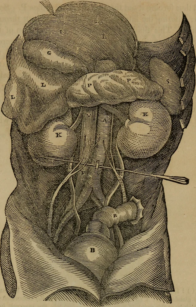 An illustration from Fascination, 1848, leaf 54