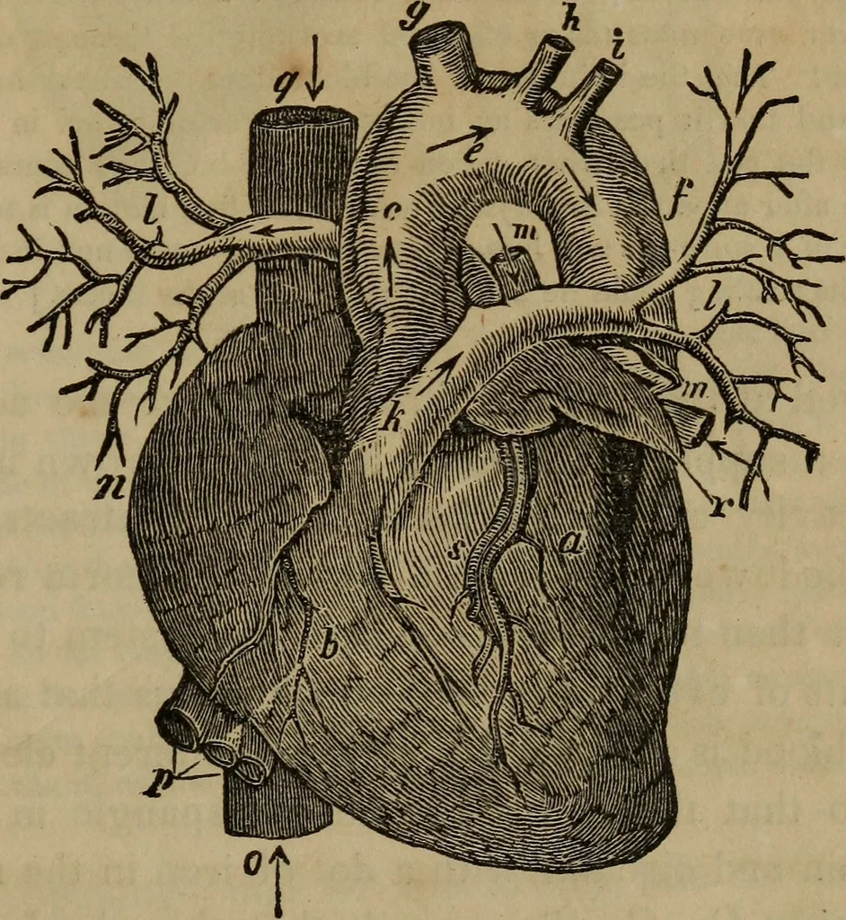 An illustration from Fascination, 1848, leaf 56