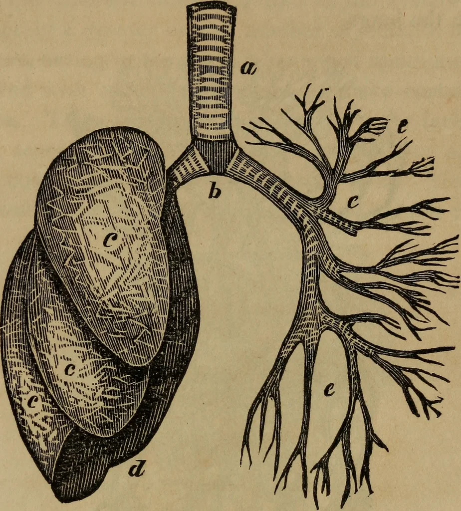 An illustration from Fascination, 1848, leaf 58