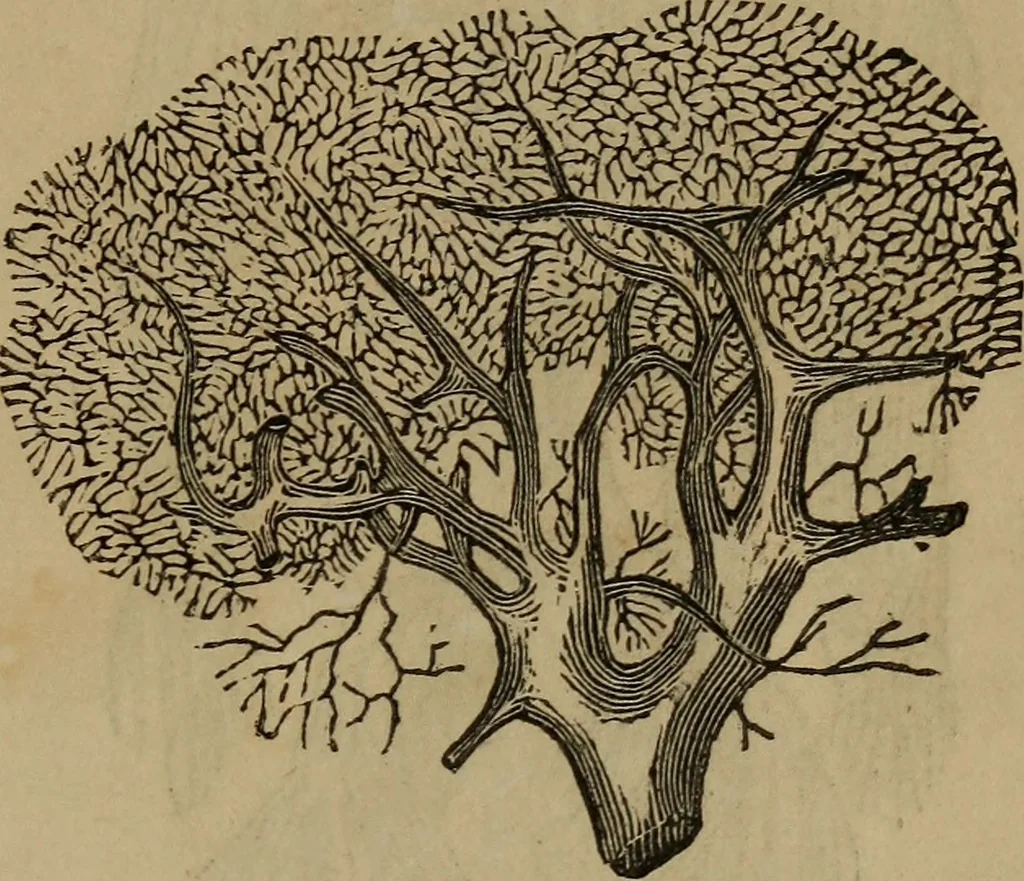 An illustration from Fascination, 1848, leaf 60