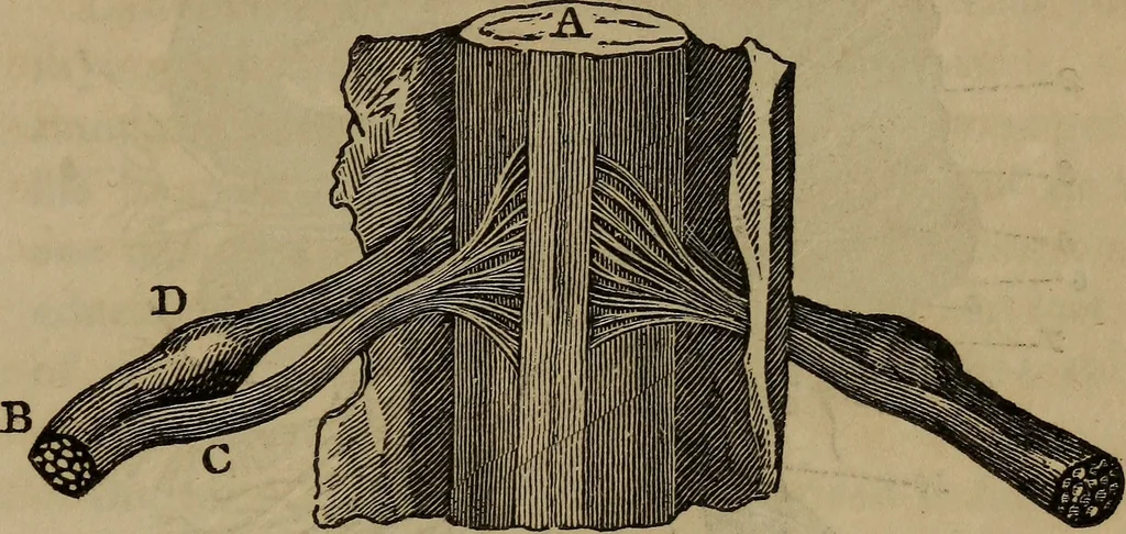 An illustration from Fascination, 1848, leaf 64