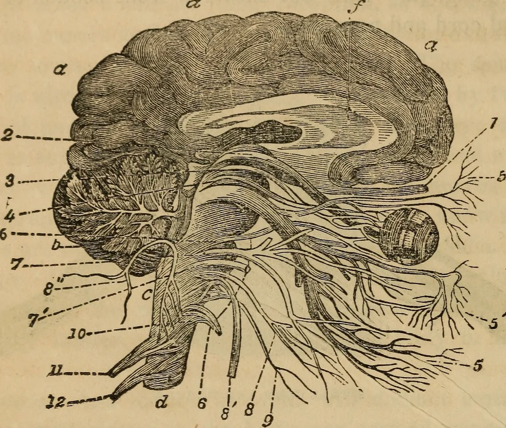 An illustration from Fascination, 1848, leaf 65